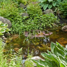 Preventing Disease In Your Garden Pond