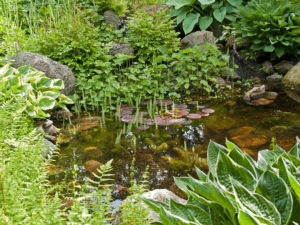 healthy pond water