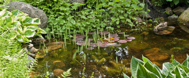 Preventing Disease In Your Garden Pond