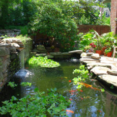 Introducing Fish To Your Garden Pond