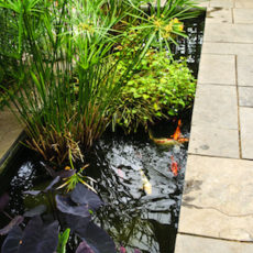 Top Tips for Building a Pond