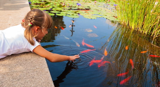 Benefits of a Goldfish Pond